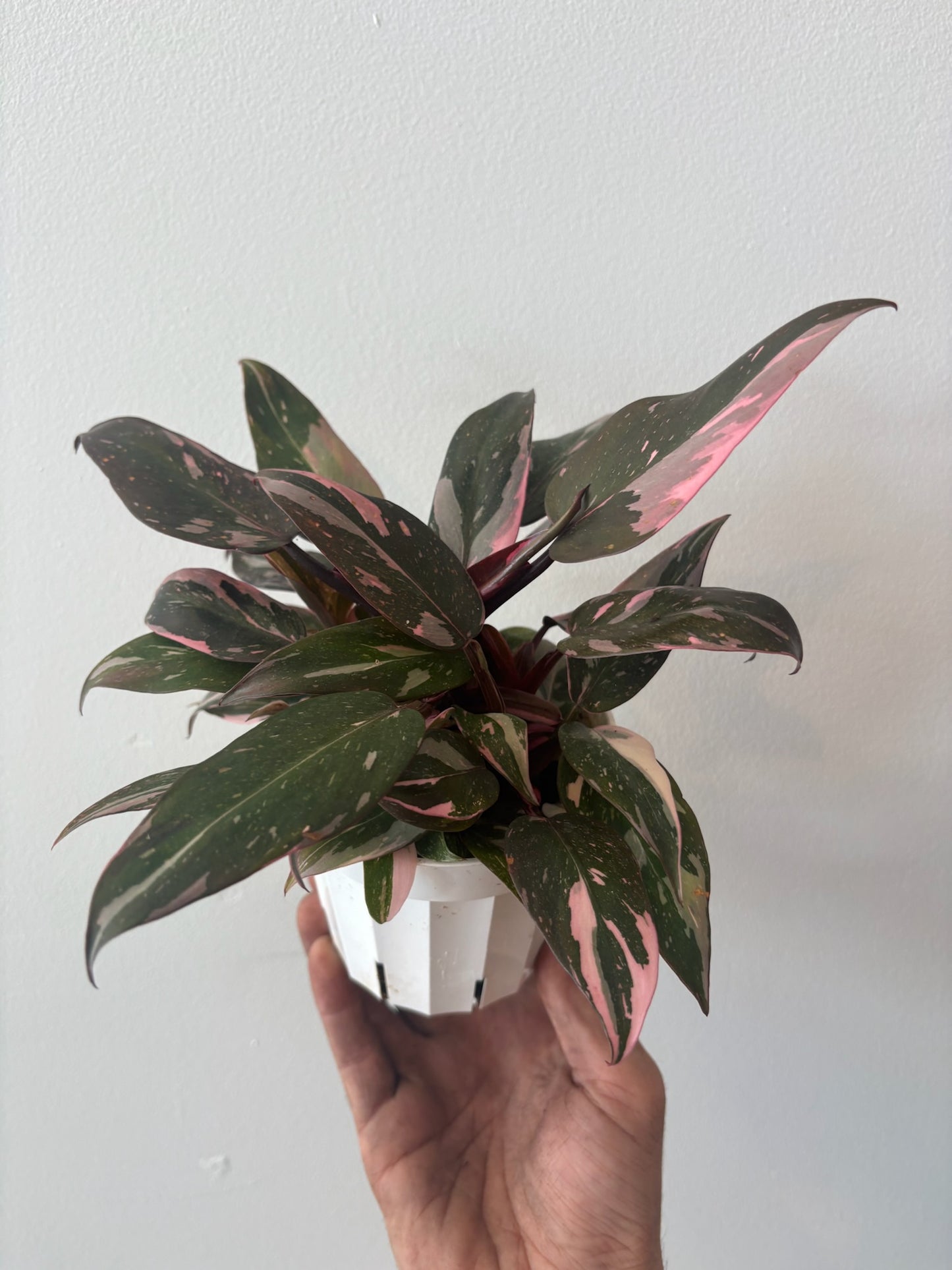 Philodendron - Pink Princess 4 inch