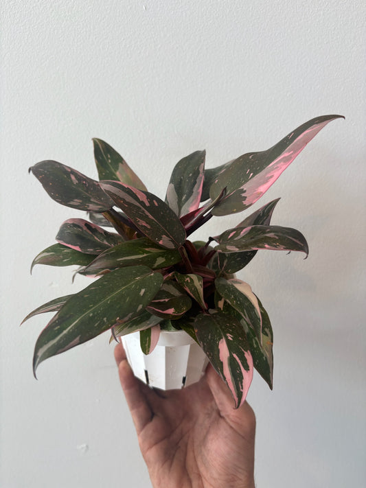 Philodendron - Pink Princess 4 inch