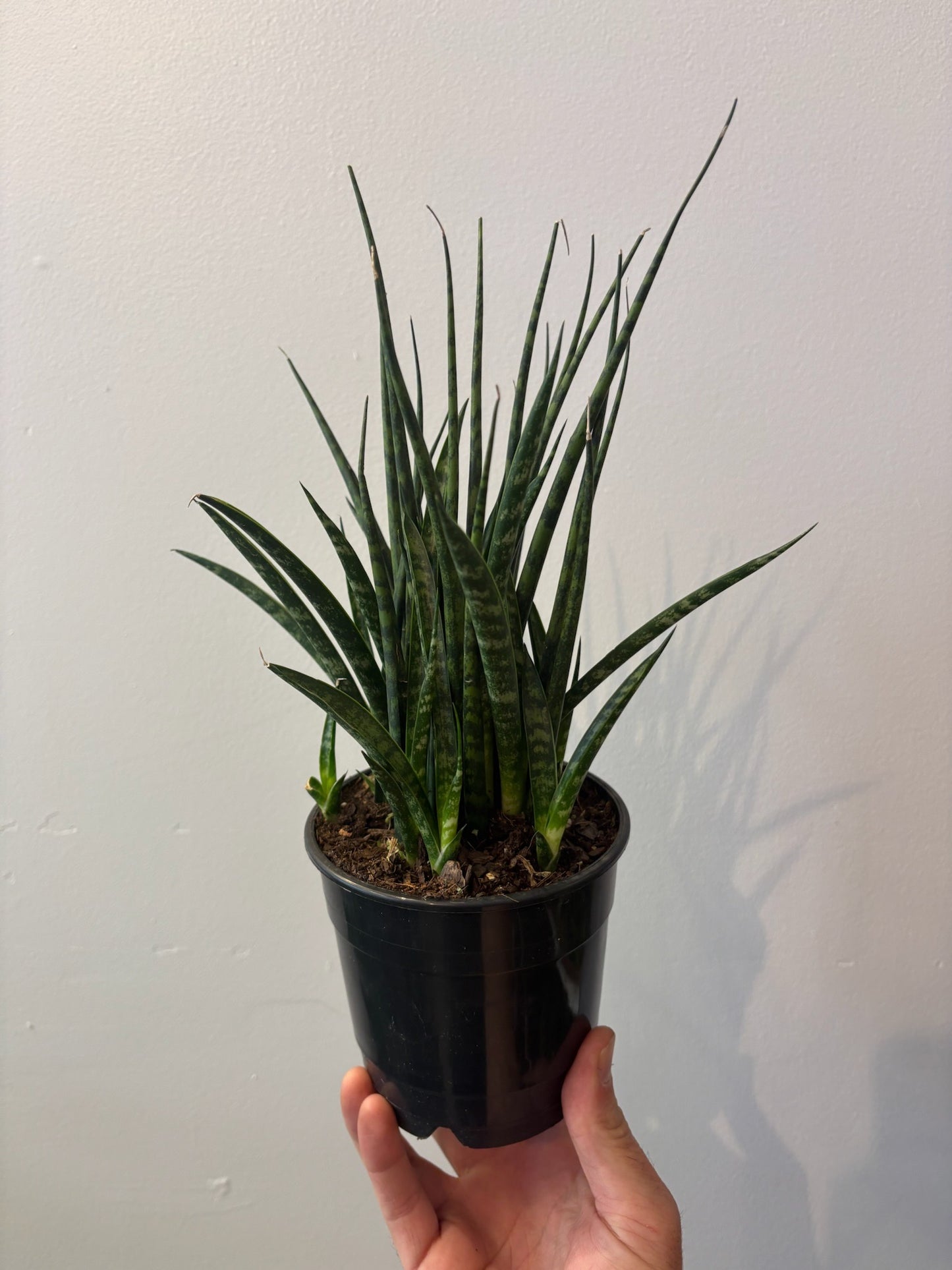 Sansevieria-Fernwood Mikado 5 inch