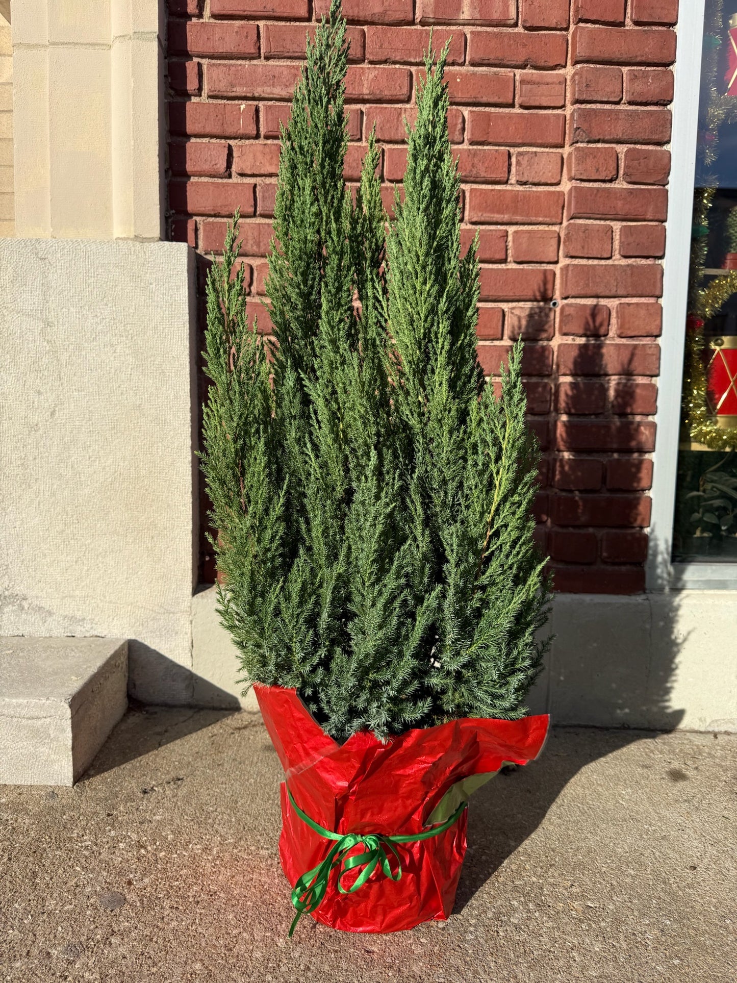 Plant Gram- Juniper’s Christmas (Juniper in Foil) *Local Delivery Only*