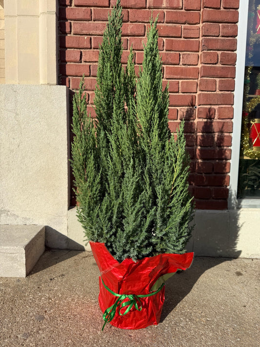 Plant Gram- Juniper’s Christmas (Juniper in Foil) *Local Delivery Only*