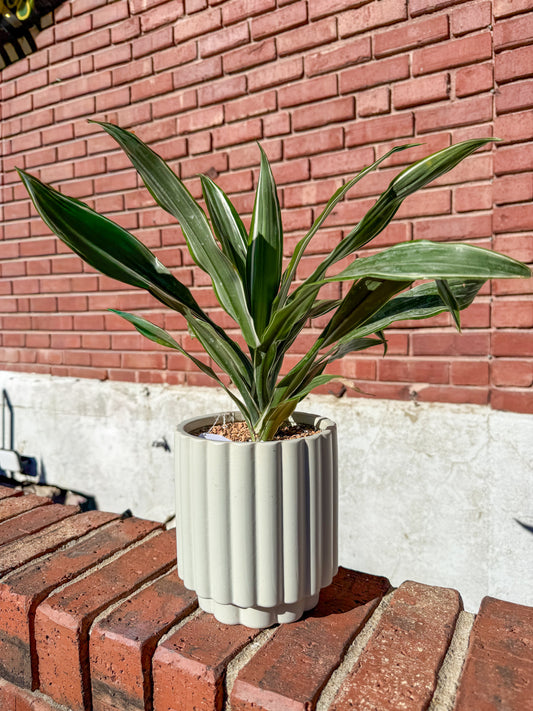 Plant Gram - Best Wishes (Dracaena in Blue)