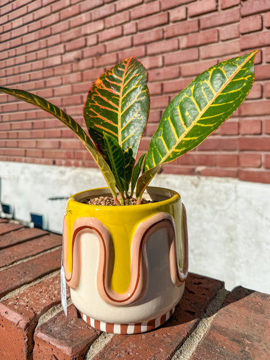 Plant Gram - Ssssweet Beginnings (Croton in Snake)