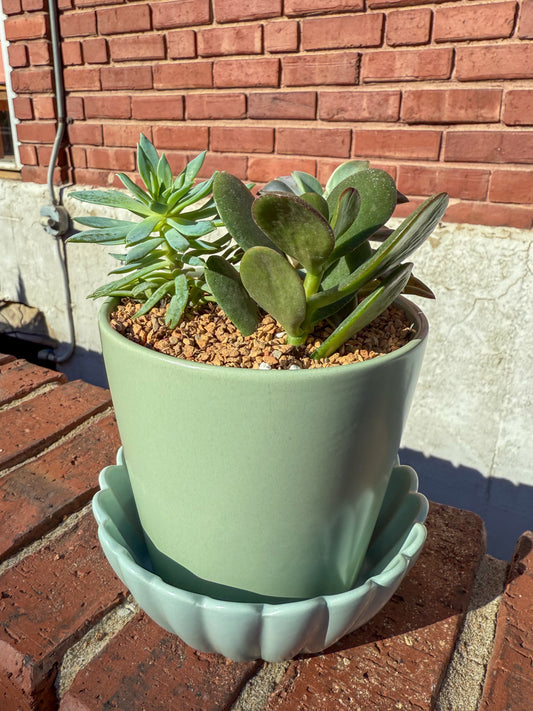 Plant Gram - Succa for You (Succs in Green)