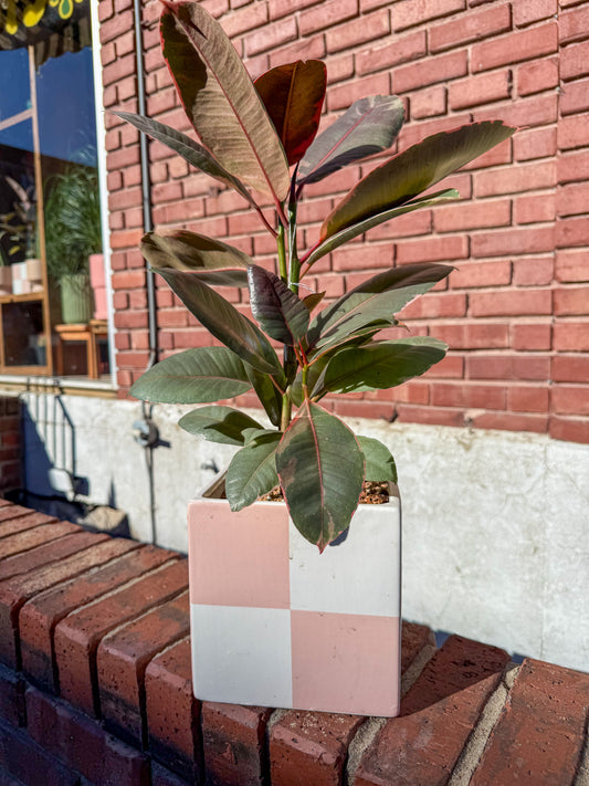 Plant Gram - XOXO (Ruby in Checkered)