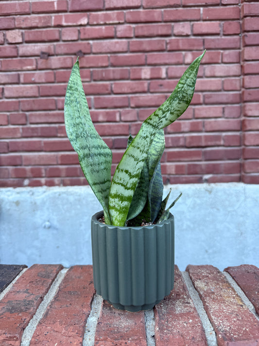 Plant Gram - Tall, Dark, and Handsome (Sansevieria in Teal)