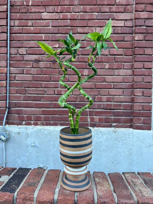 Plant Gram - Lucky Bamboo Spiral Trio in Striped Compote
