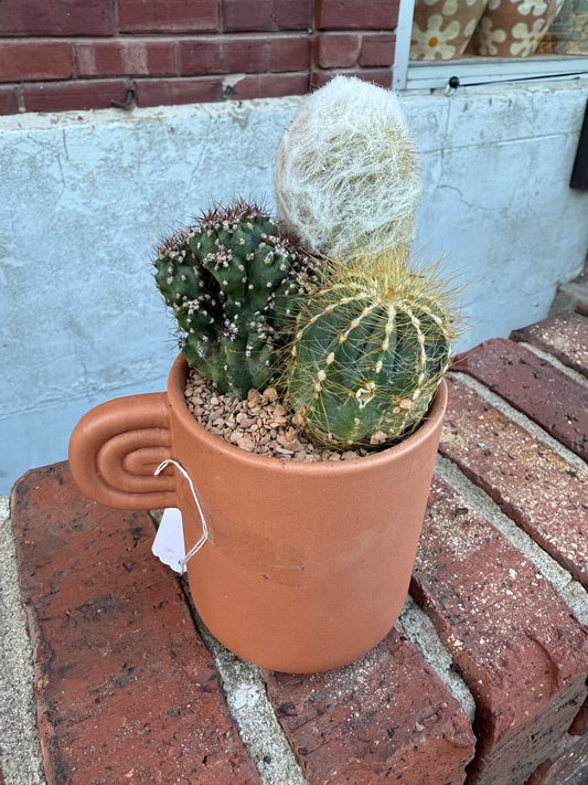 Pre-Potted Gift: Cactus in Mug