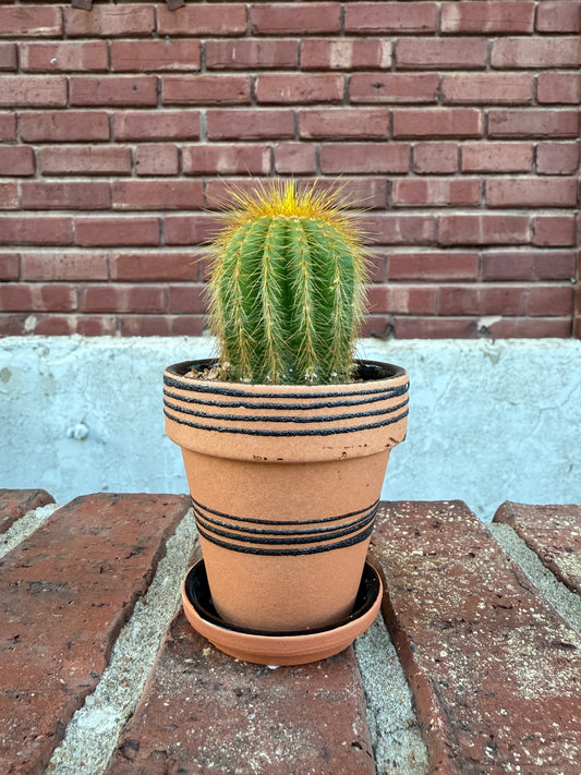 Pre-Potted Gift: Cactus in Hand-painted Terracotta
