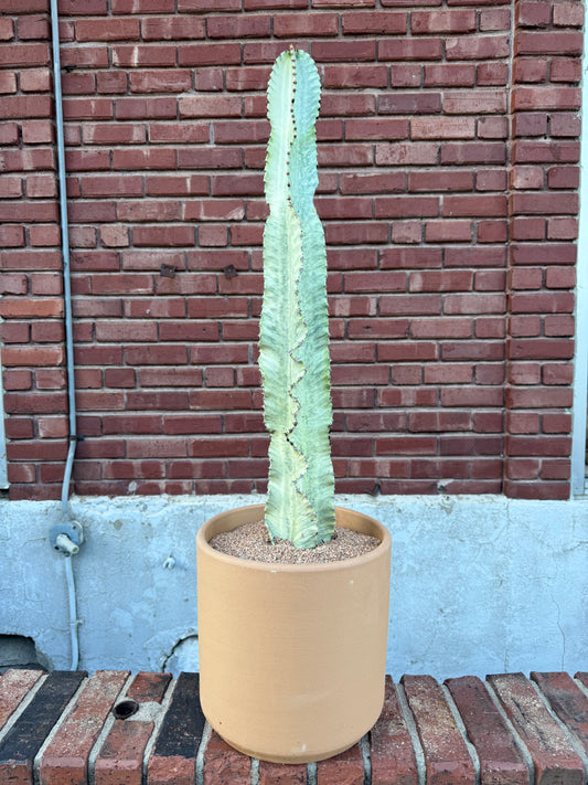 Plant Gram - Pokey and Pretty (Euphorbia in Terracotta)