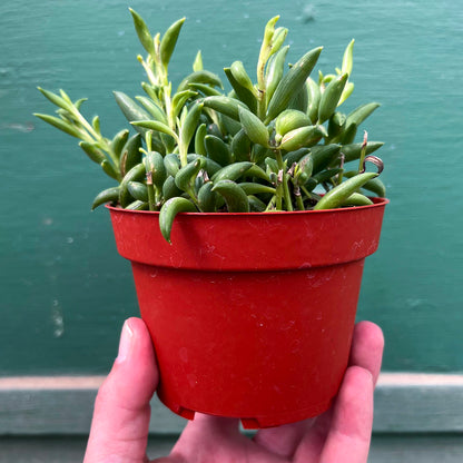 Senecio-Radicans (String of Bananas)-4 inch