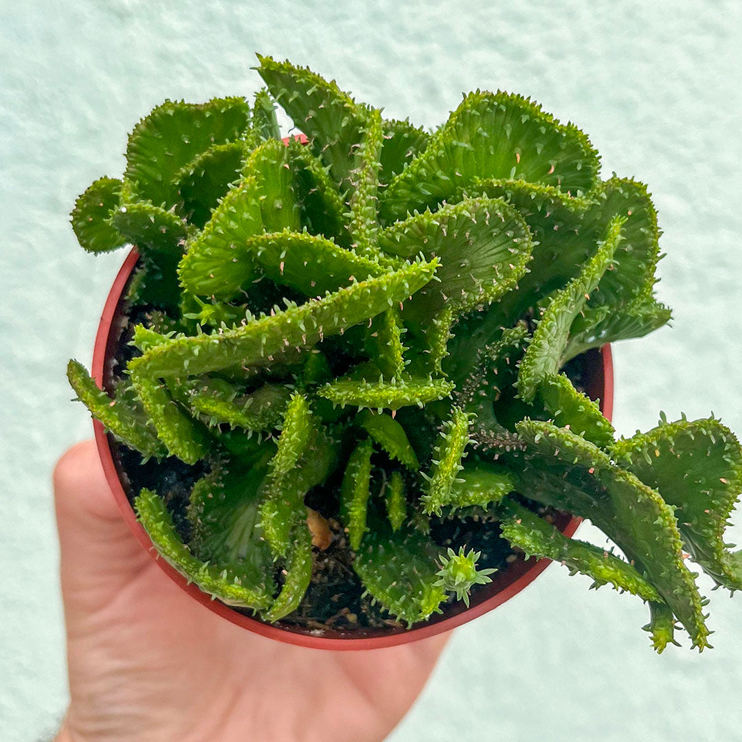 Euphorbia - Flanaganii-4 inch f. cristata