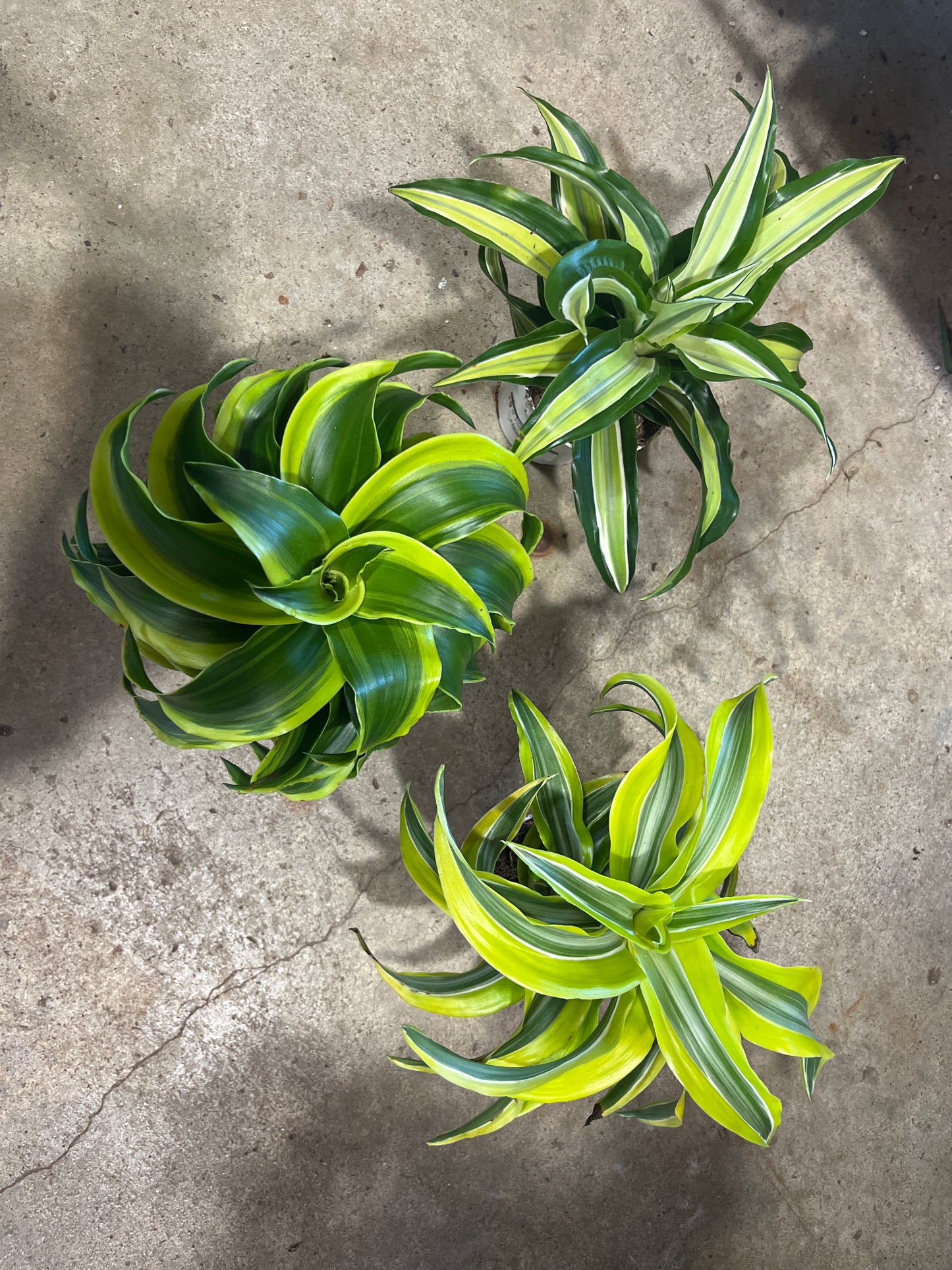 Dracaena-Dragon Assorted 4 inch