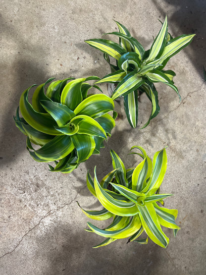 Dracaena-Dragon Assorted 4 inch