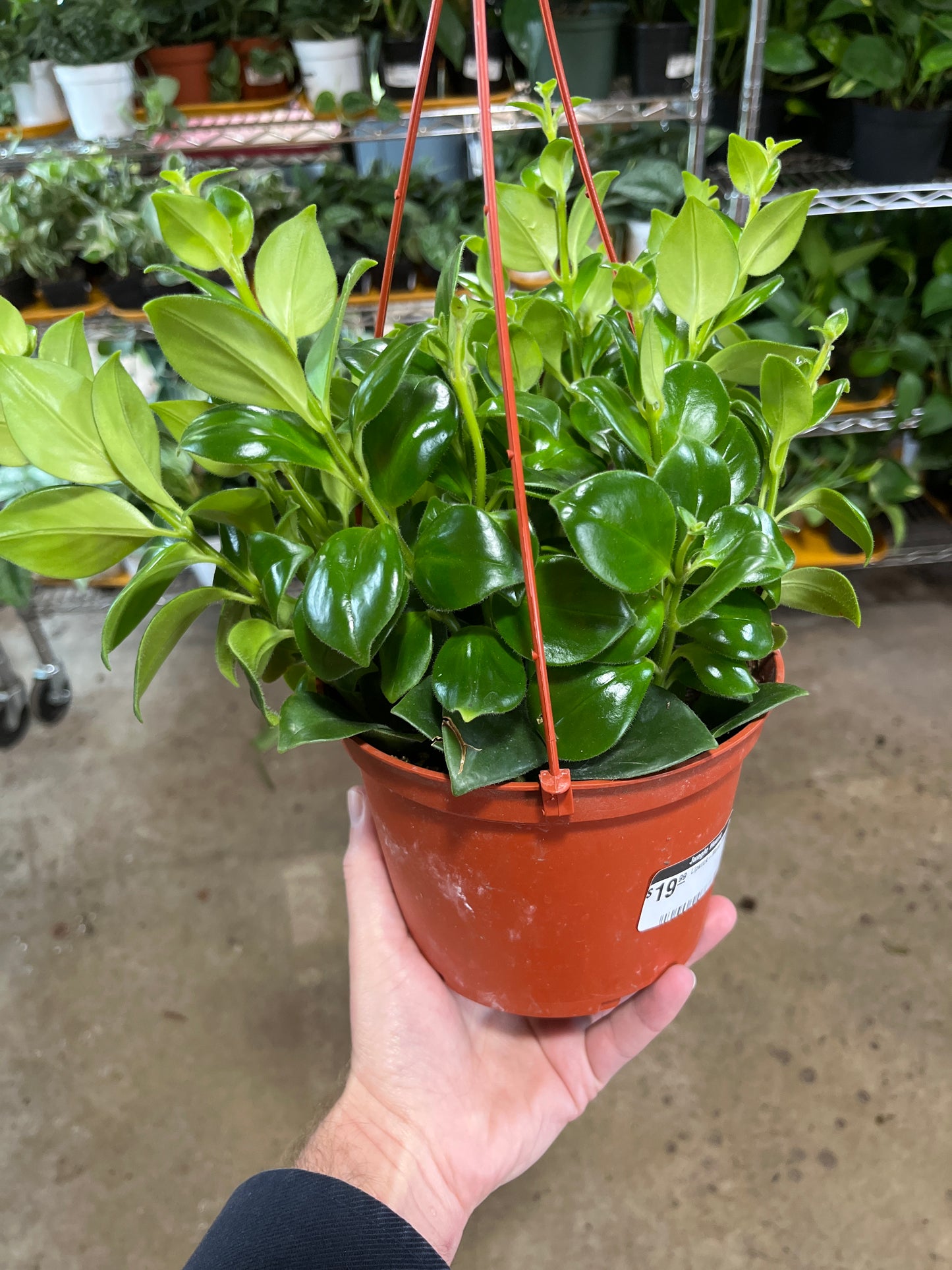 Lipstick-Mona Lisa 6" HB