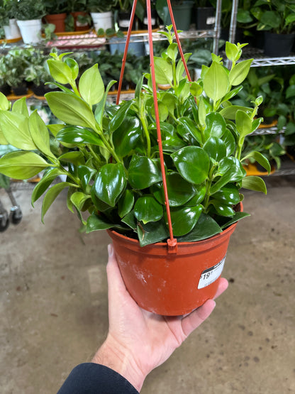 Lipstick-Mona Lisa 6" HB