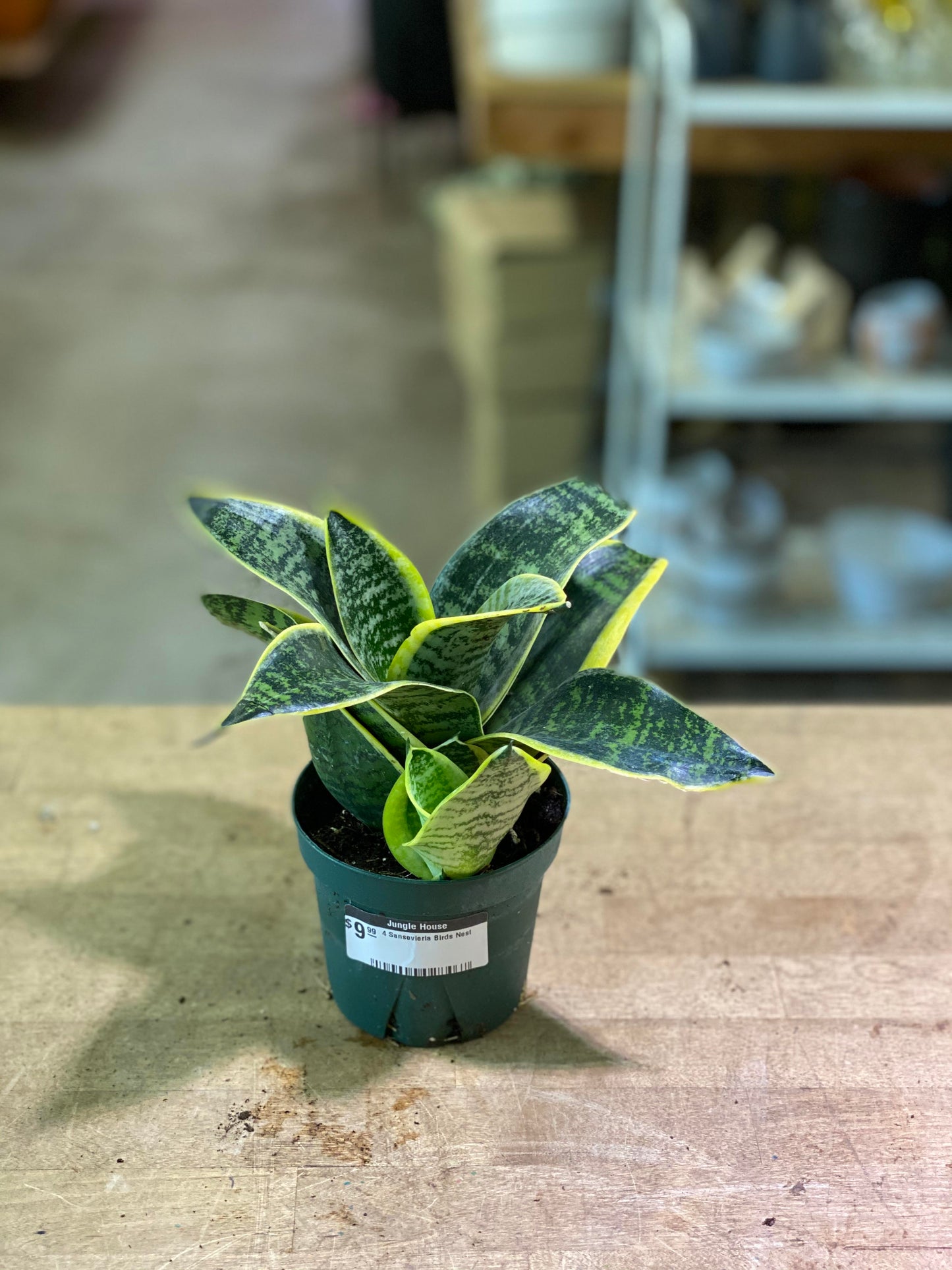 Sansevieria-Assorted 4 inch