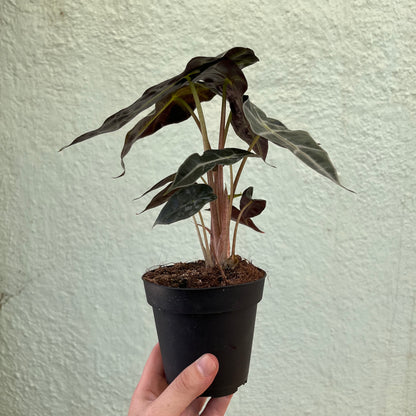 Alocasia-Polly 4"