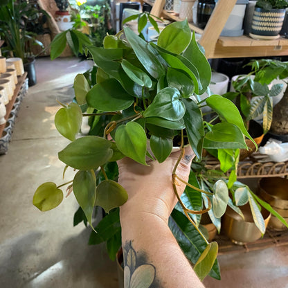 Philodendron-Cordatum 4"