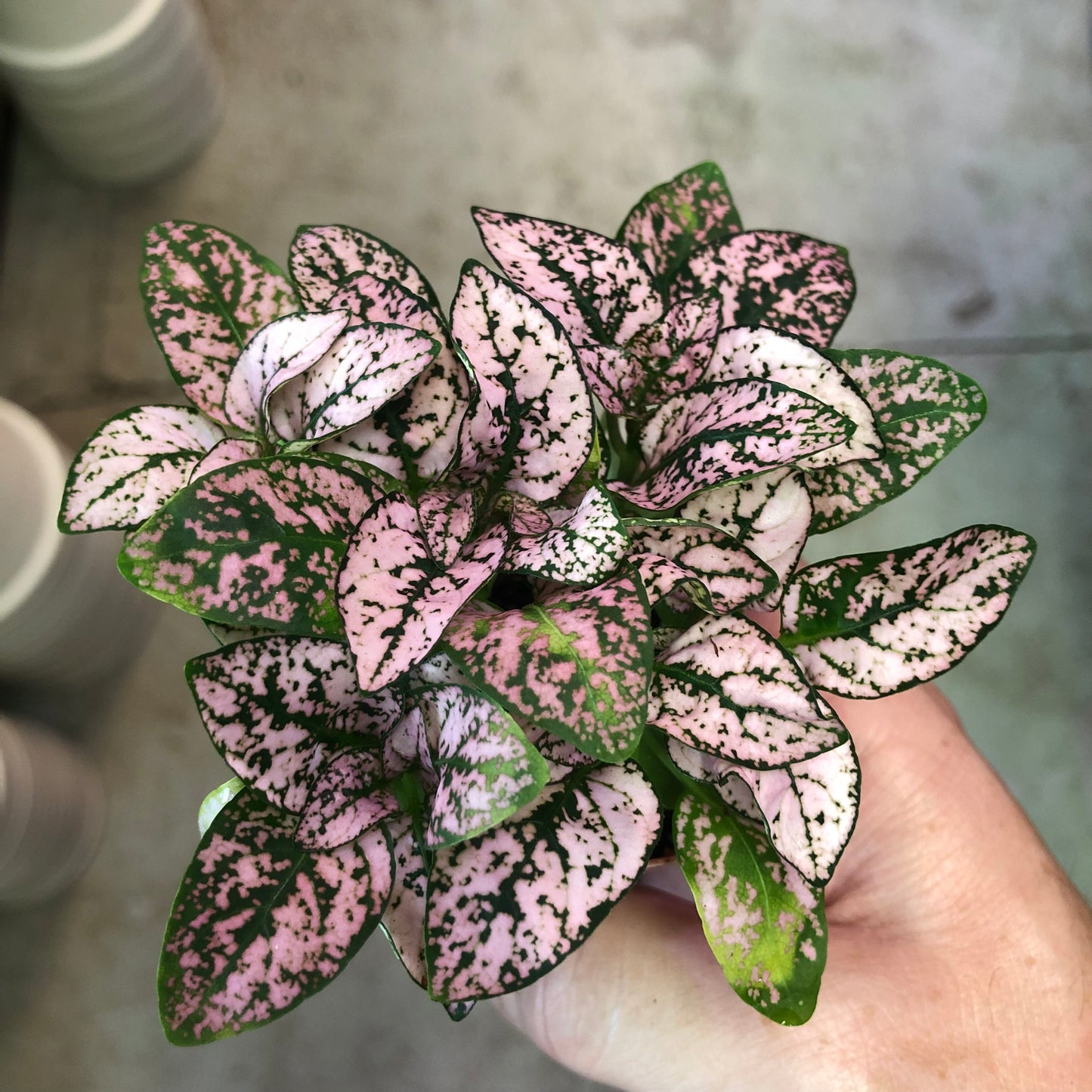 Hypoestes-Splash (Polka Dot Plant)-2 inch