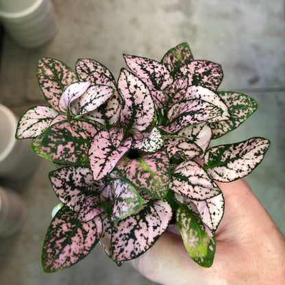 Hypoestes-Splash (Polka Dot Plant)-2 inch