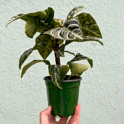 Aphelandra-Snow White (Zebra Plant) 4 inch