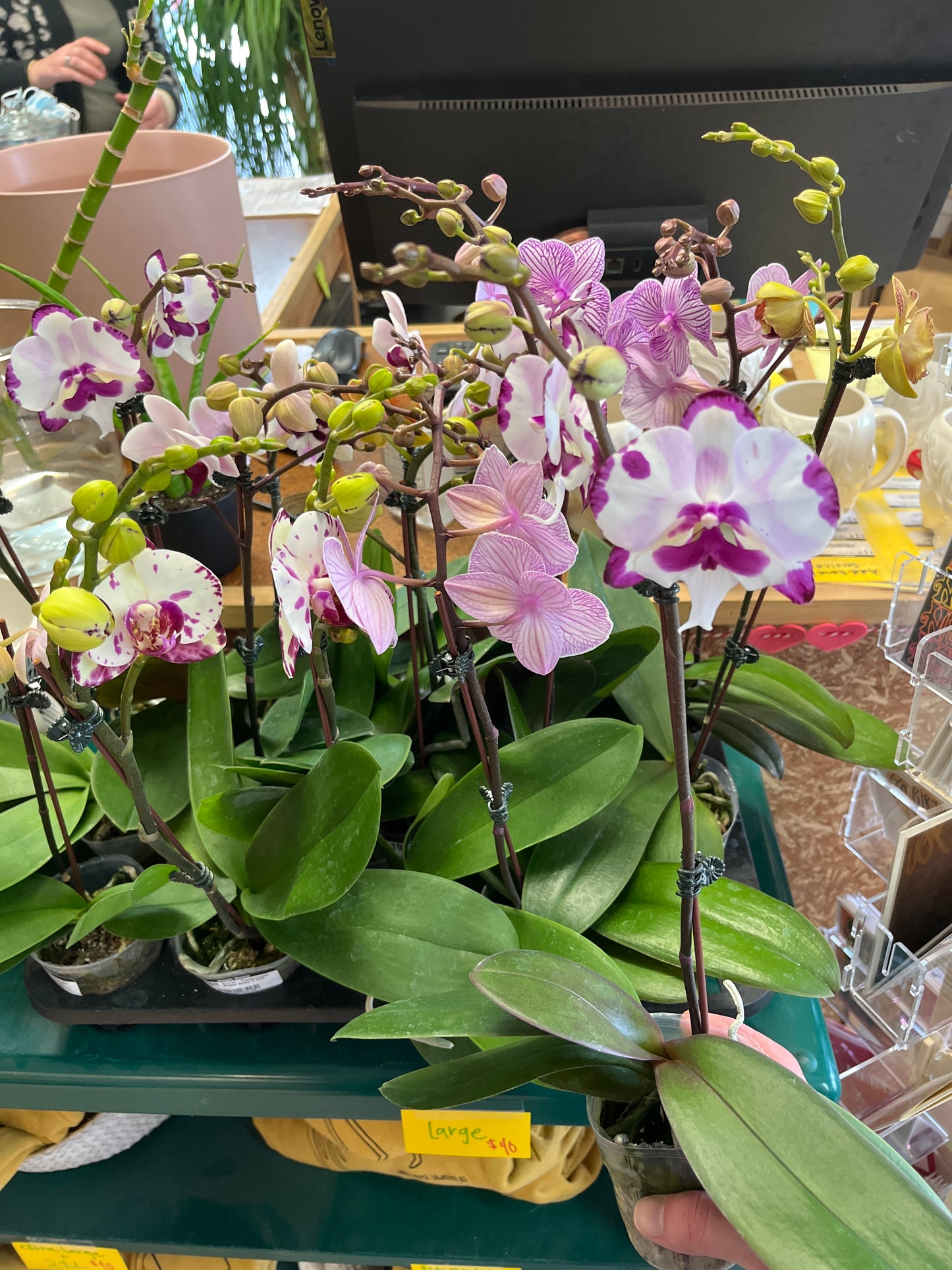 Orchid-Phalaenopsis Single Spike-3 inch