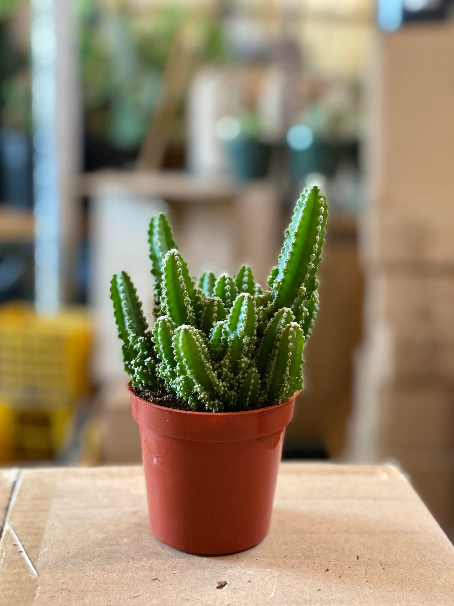 Cactus - Fairy Castle-4 inch