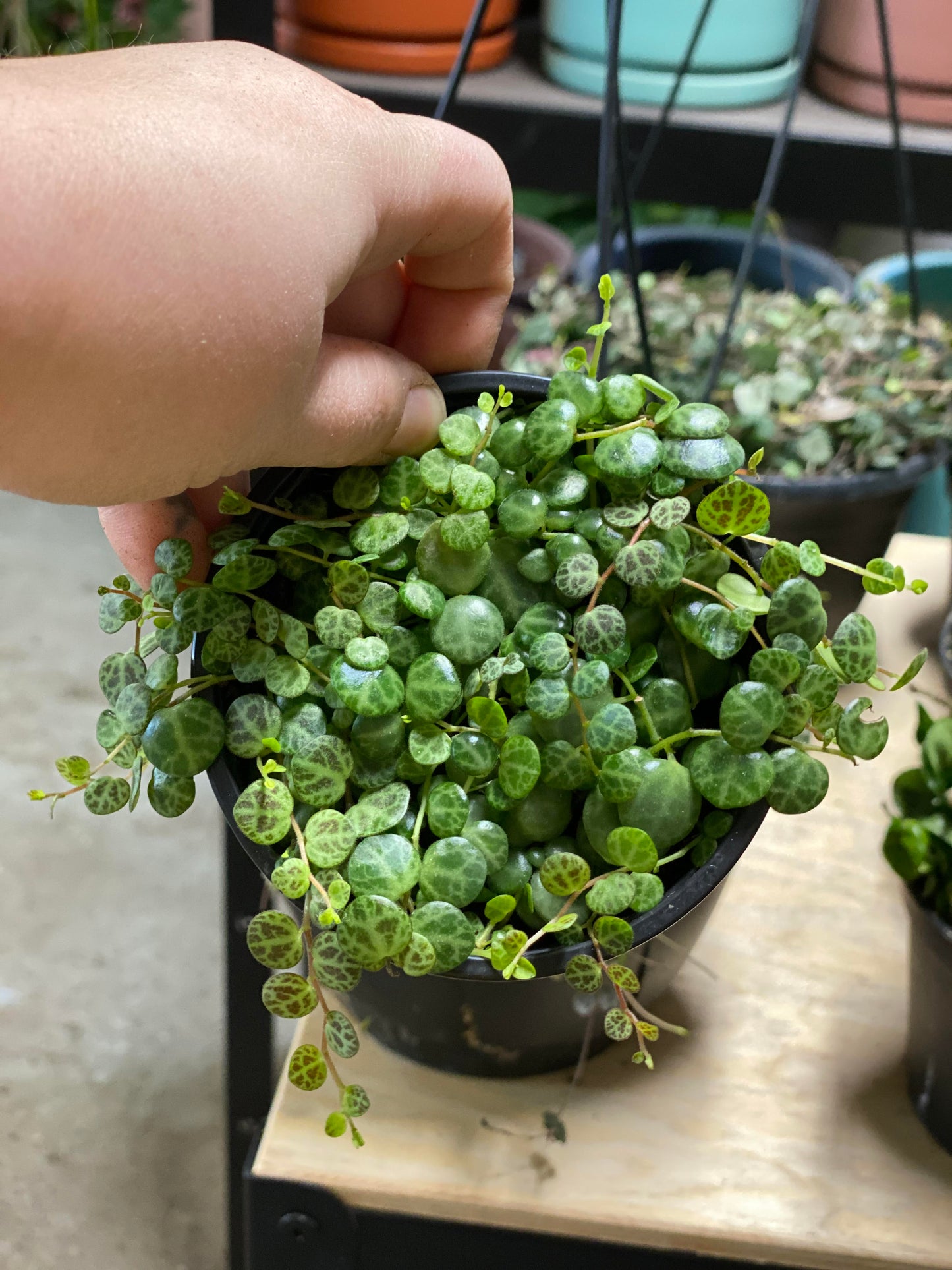 Peperomia - Prostrata String of Turtles -4 inch