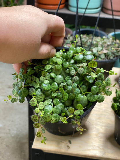 Peperomia - Prostrata String of Turtles -4 inch