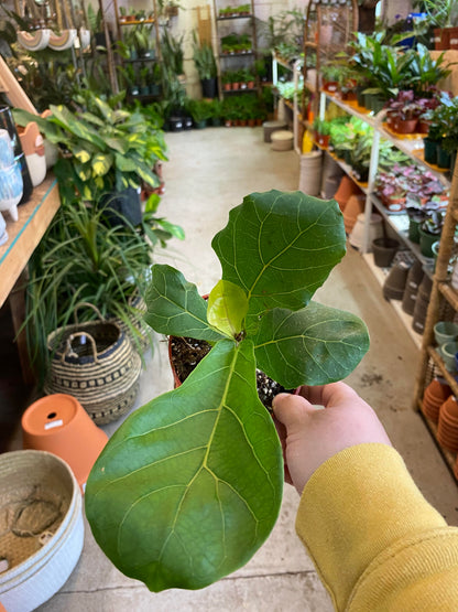 Ficus-Lyrata (Pandurata) Bush Fiddle Leaf Fig 4 inch
