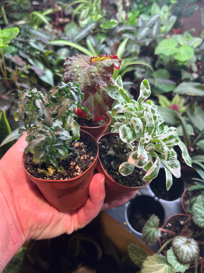 Tropical Assorted 2 inch