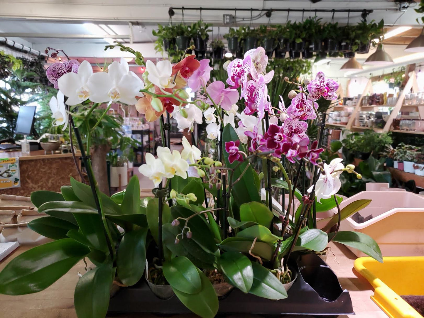 Orchid-Phalaenopsis Single Spike-3 inch