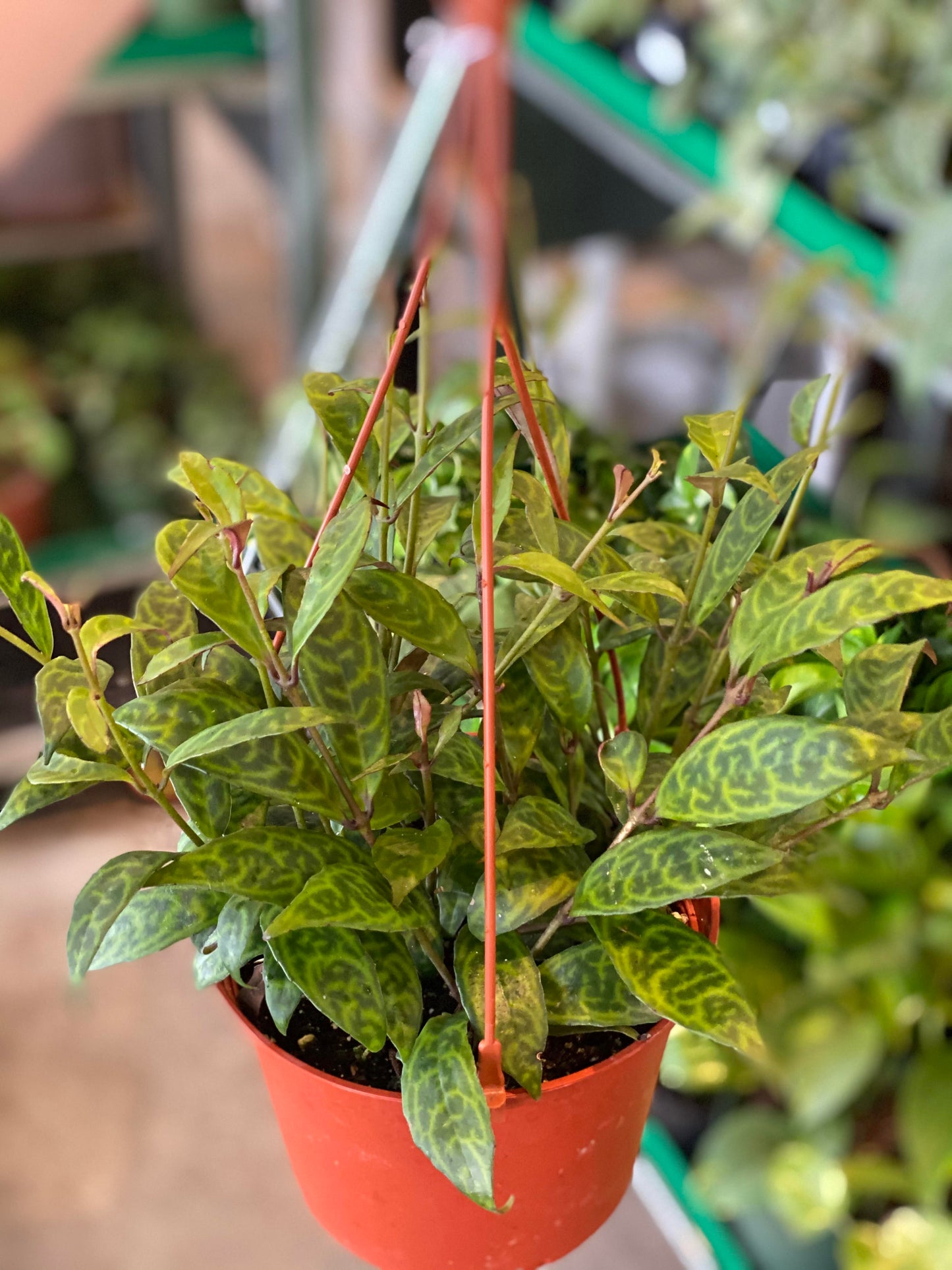 Lipstick-Black Pagoda 6" hanging basket