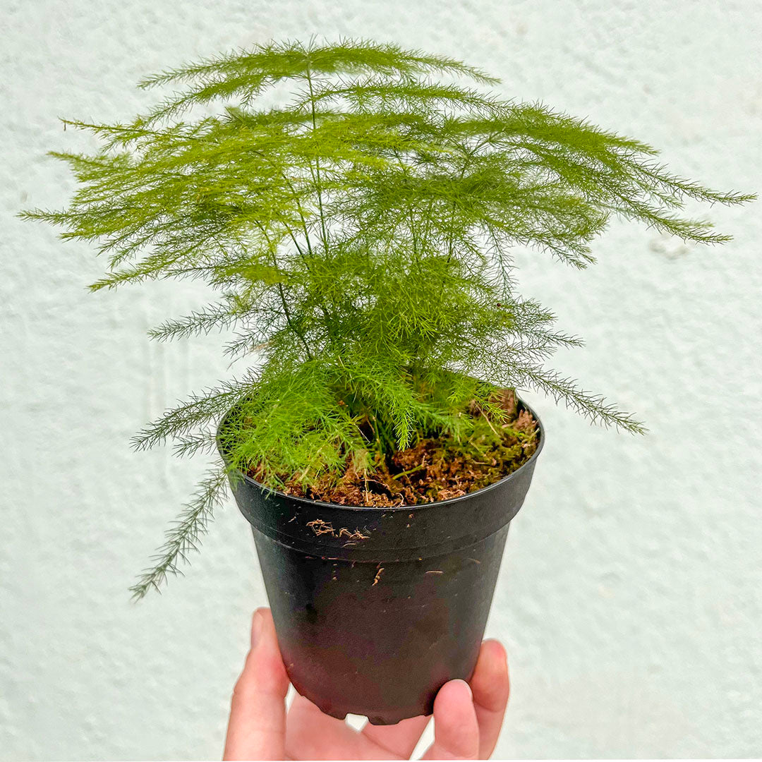 Fern-plumosa (Asparagus Fern)- 4 inch