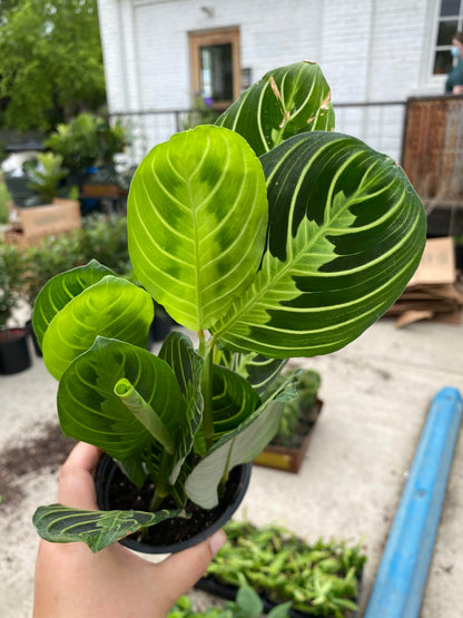 Maranta-Lemon Lime-4 inch