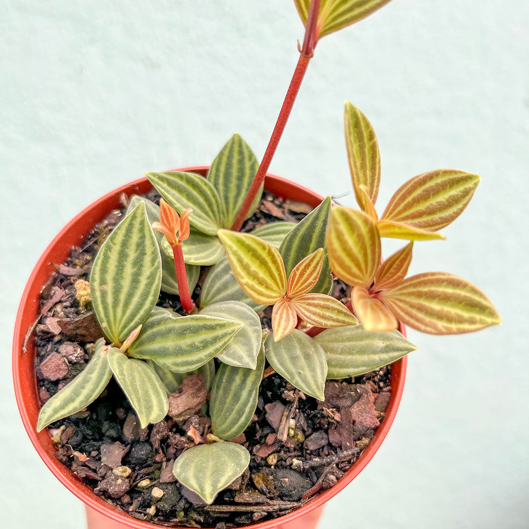 Peperomia Puteolata Parallel 4 inch