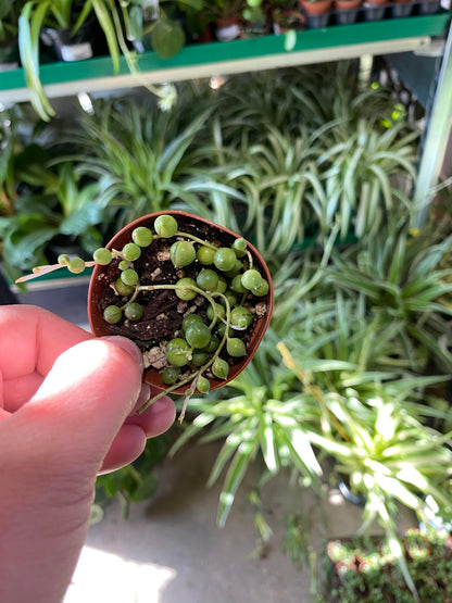 Senecio-Rowleyanus (String of Pearls)-2 inch