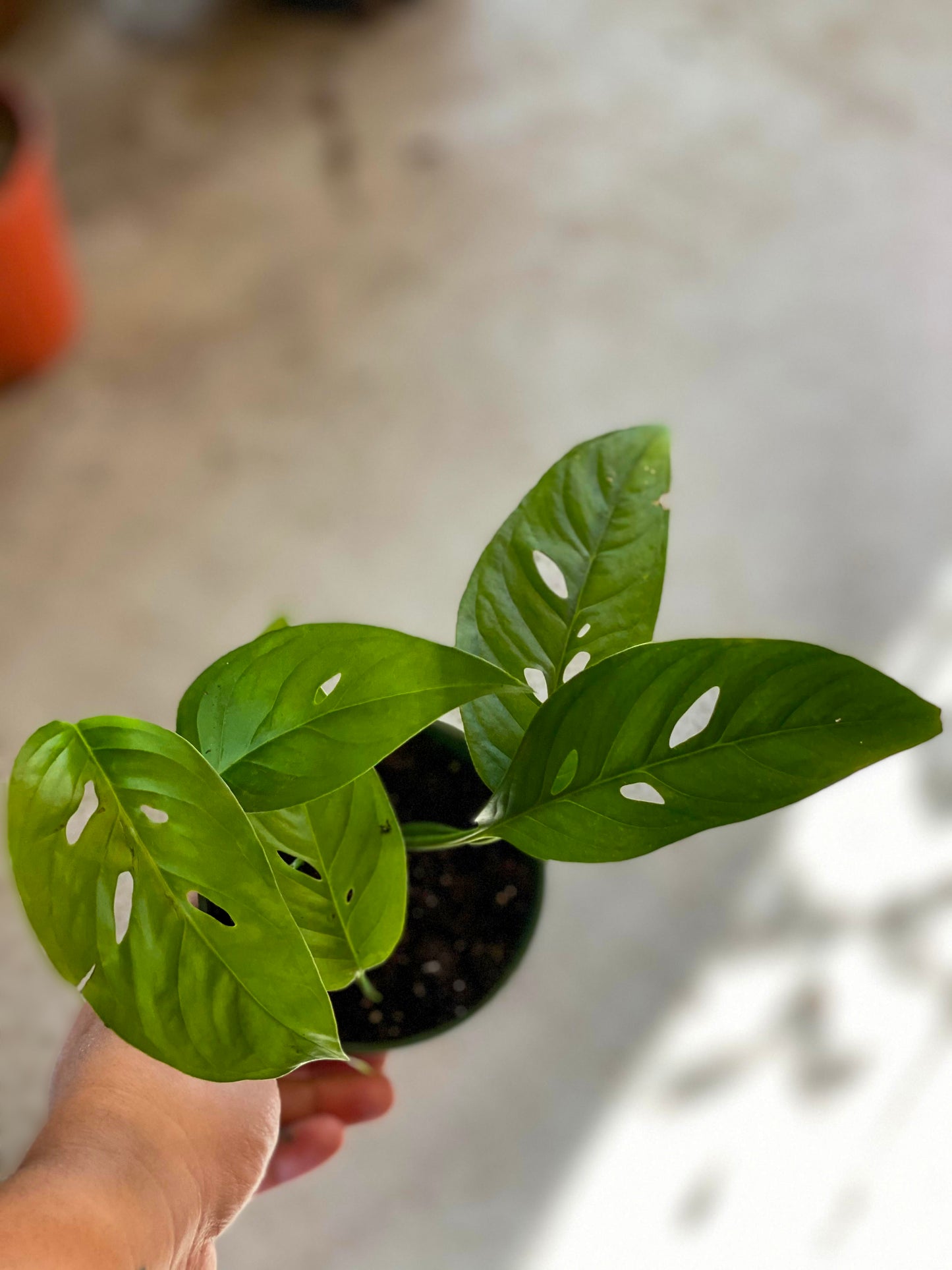 Monstera-Adansonii-4 inch