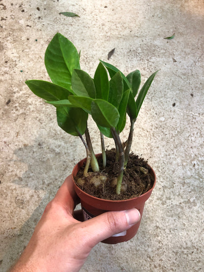 Zamioculcas-Zamifolia (ZZ Plant) 4