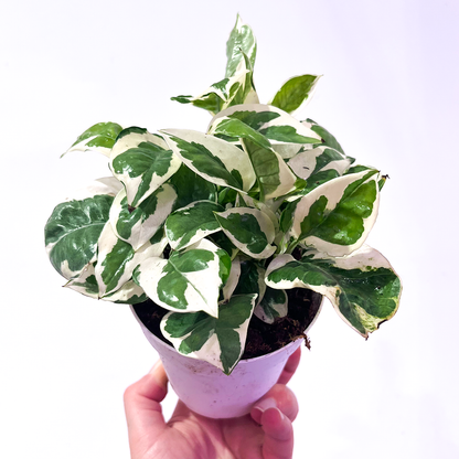Pothos N' Joy 4 inch