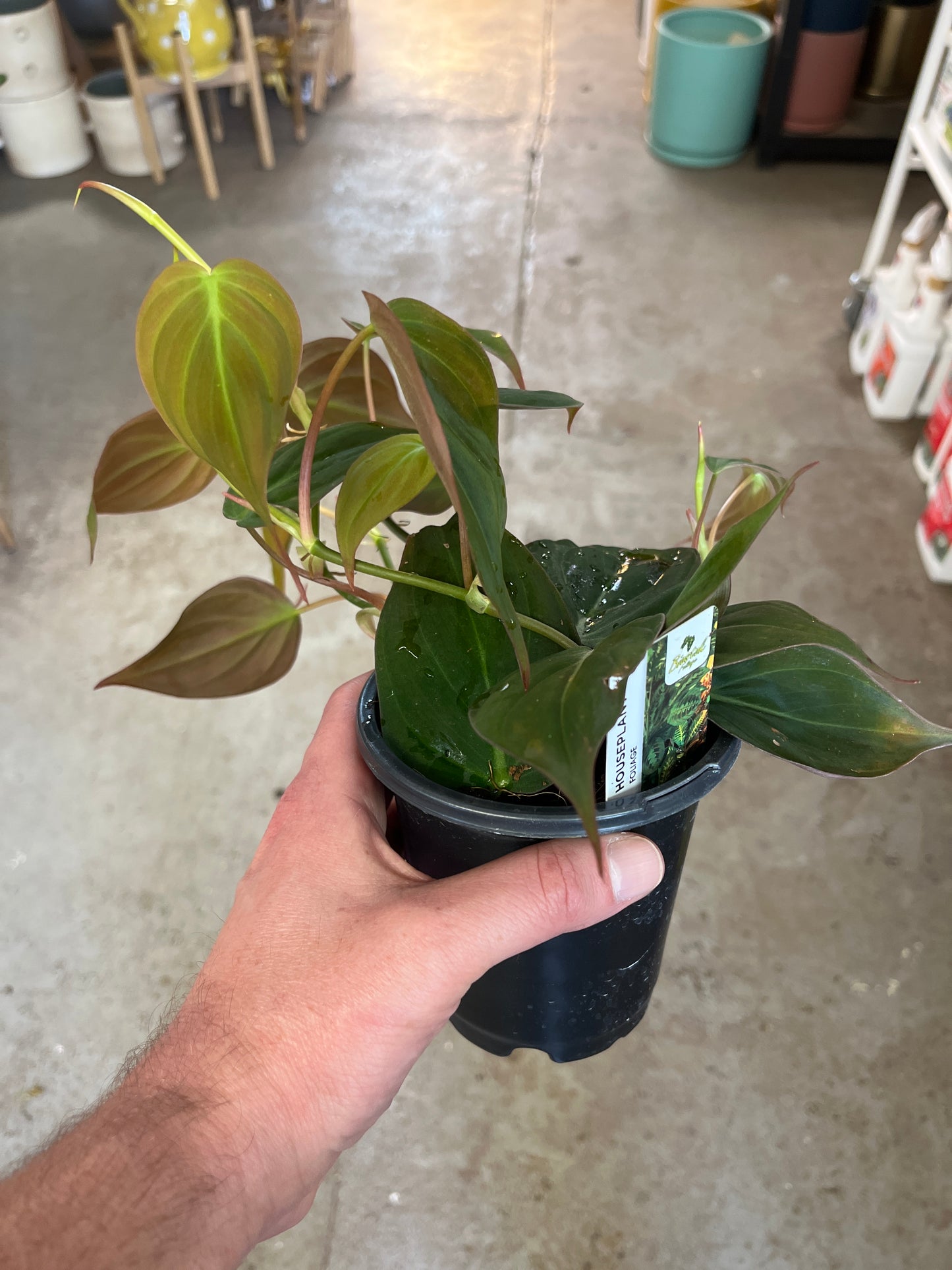 Philodendron-Micans 4 inch