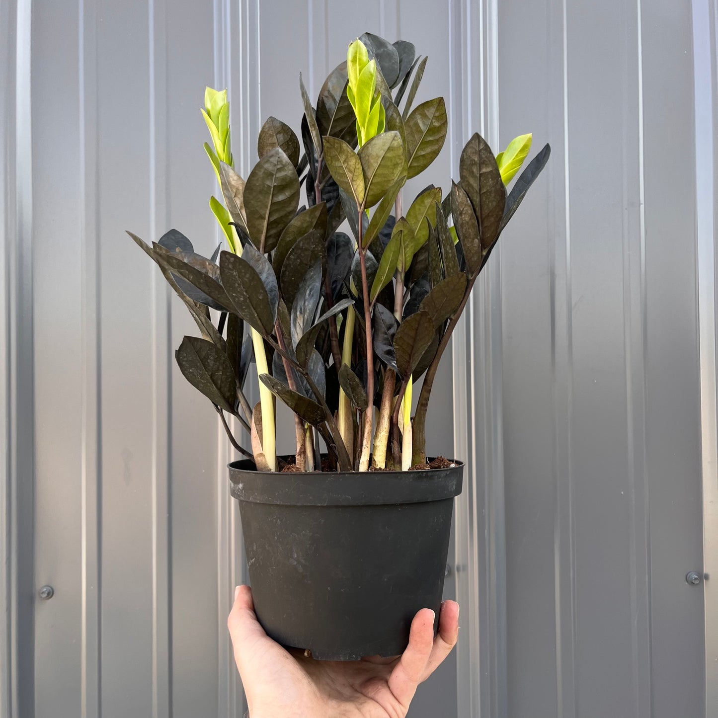 Zamioculcas-Zamifolia - ZZ Raven Black 6 inch