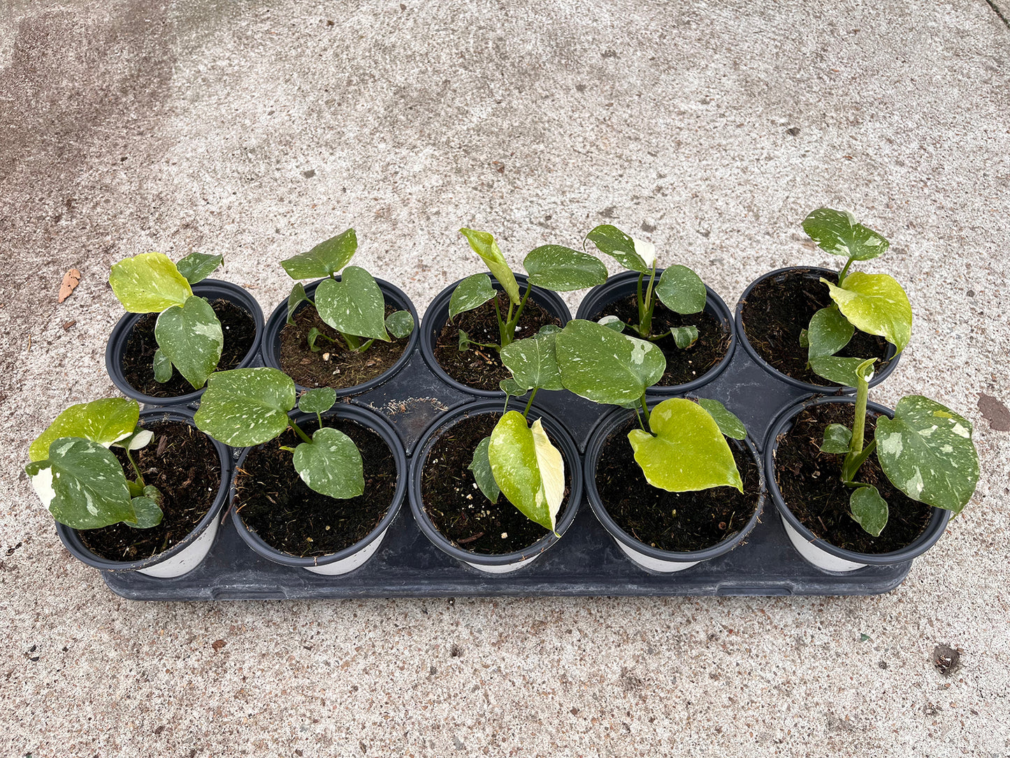 Monstera Deliciosa Thai Constellation 4 inch