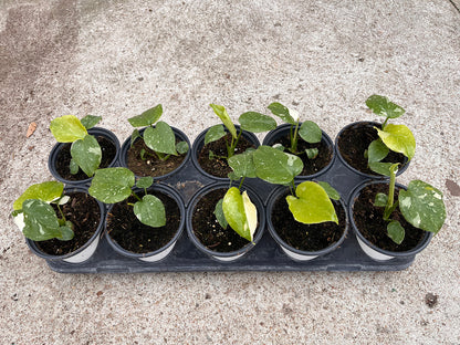 Monstera Deliciosa Thai Constellation 4 inch