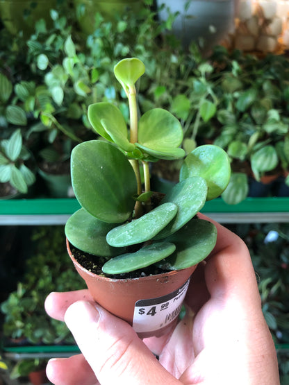 Peperomia-Hope 2"