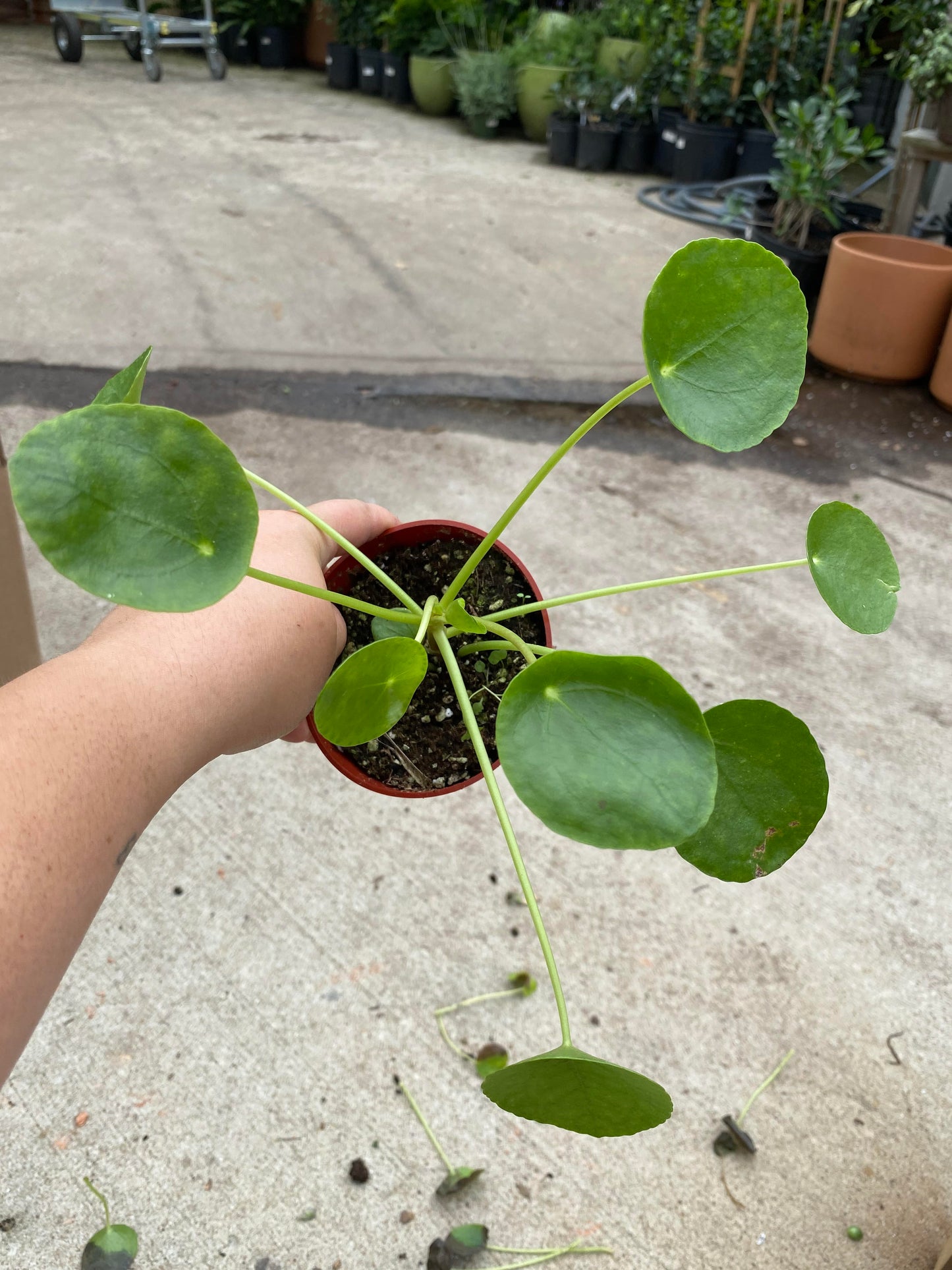 Pilea-Peperomioides- 4 inch