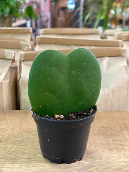 Hoya-Kerrii Green 2 inch