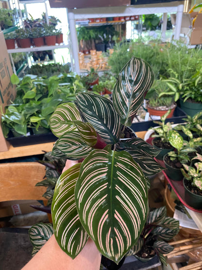 Calathea-Ornata 4 inch