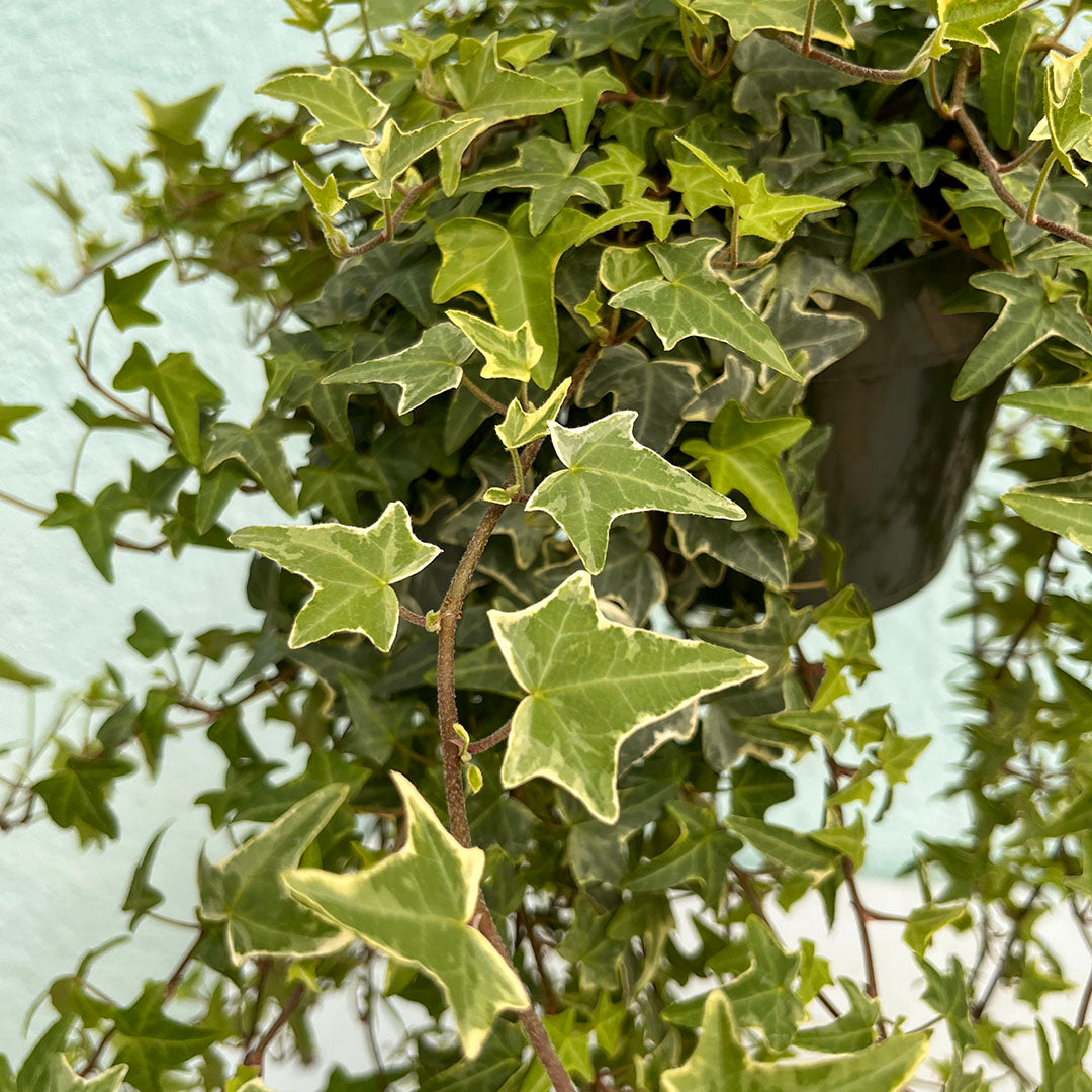 Ivy - Eva Variegated 6 inch